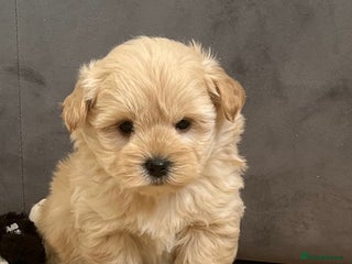 West Highland Terrier dogs Beautiful westiepoo puppies - Advert 2