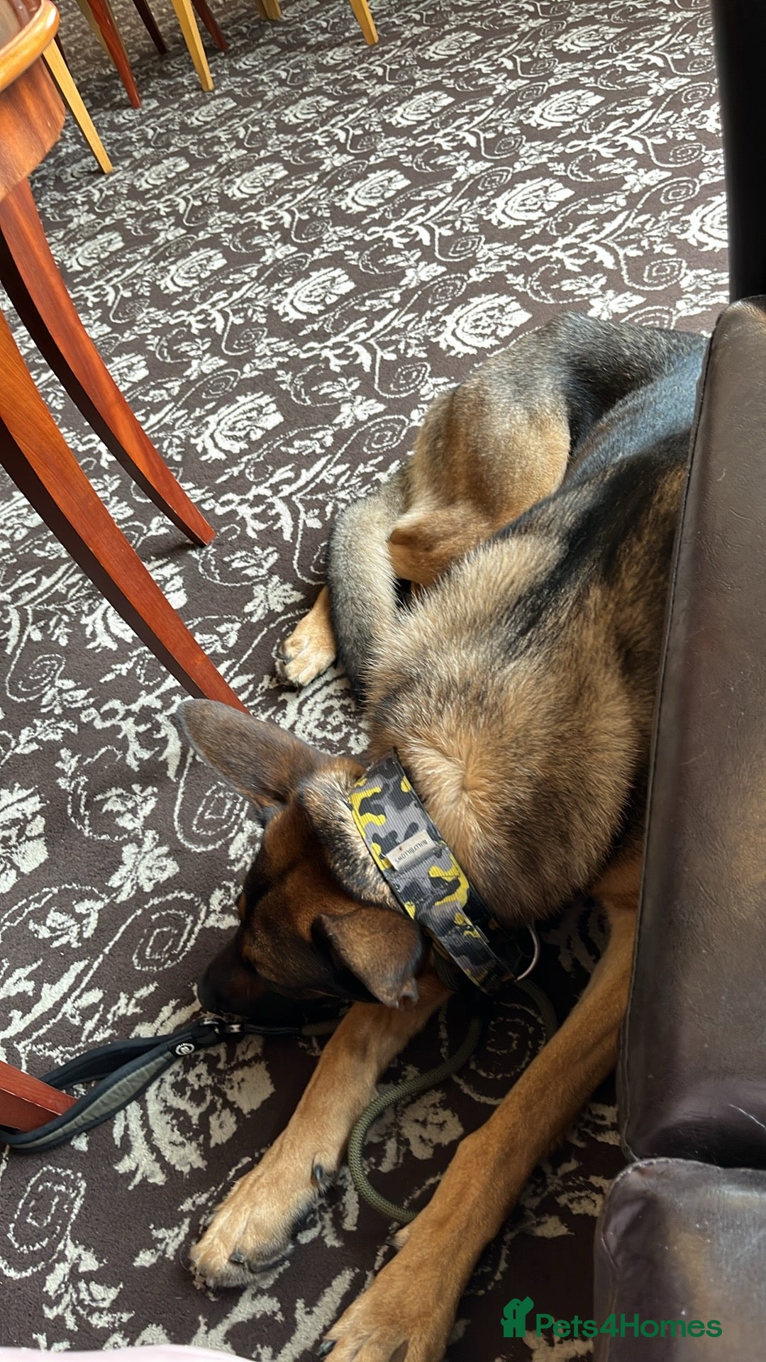 German Shepherd dogs for stud: German shepherd x Malinois for stud - Image 12