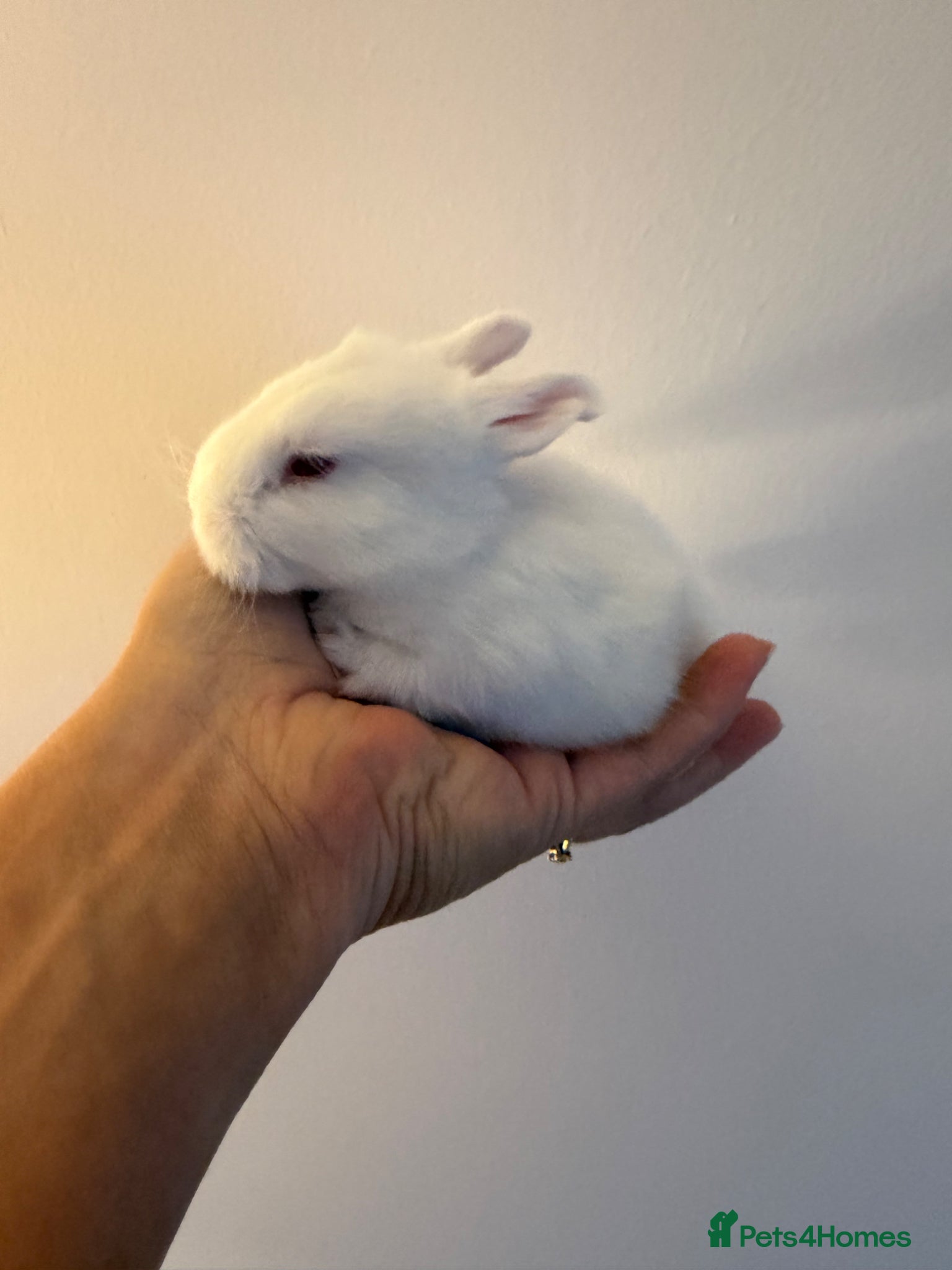 Angora rabbits Full Face English angoras avail to reserve - Advert 3