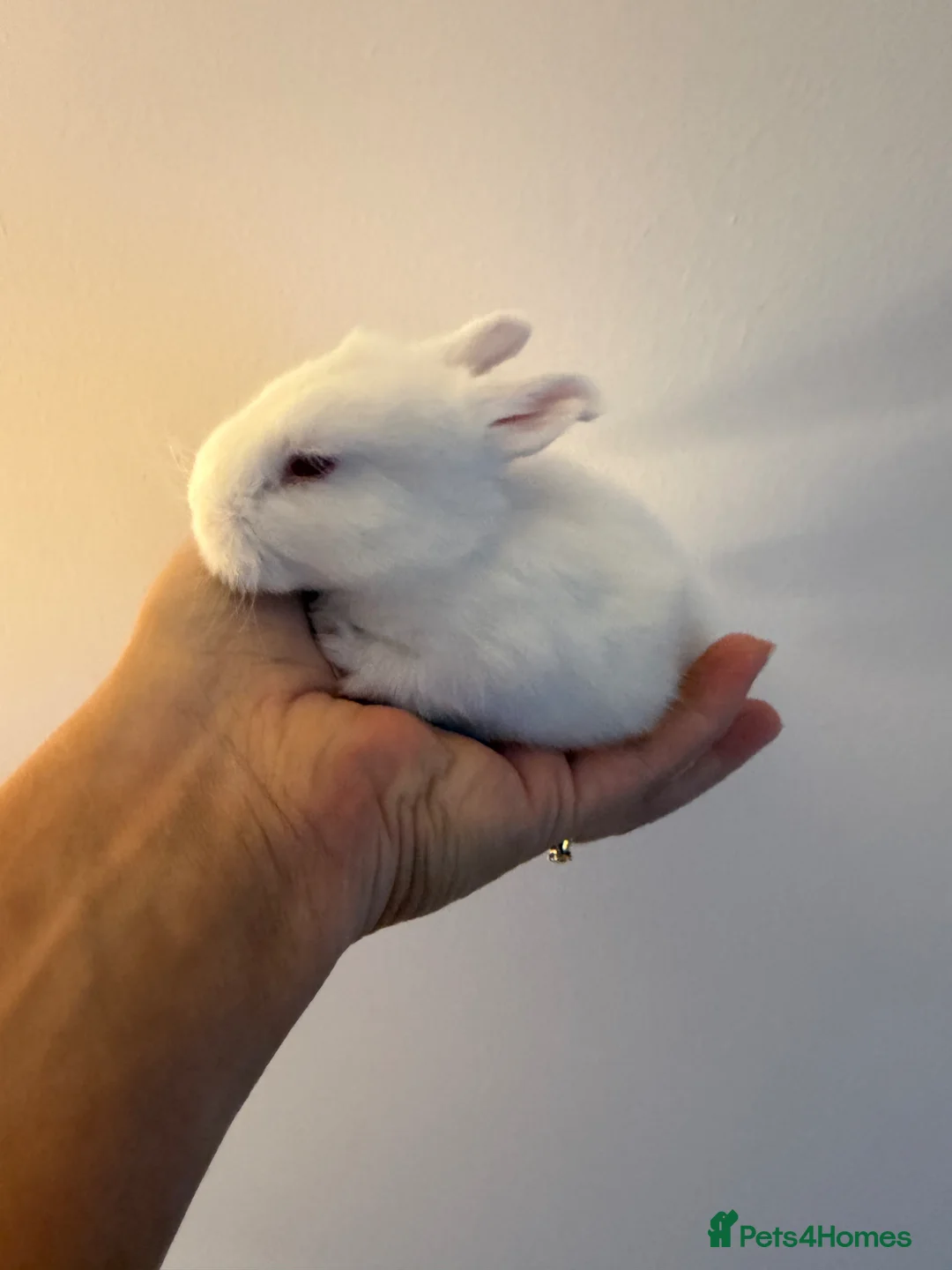 Angora rabbits for sale: Full Face English angoras avail to reserve - Advert 1