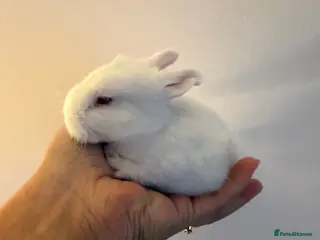 Angora rabbits Full Face English angoras avail to reserve - Advert 2