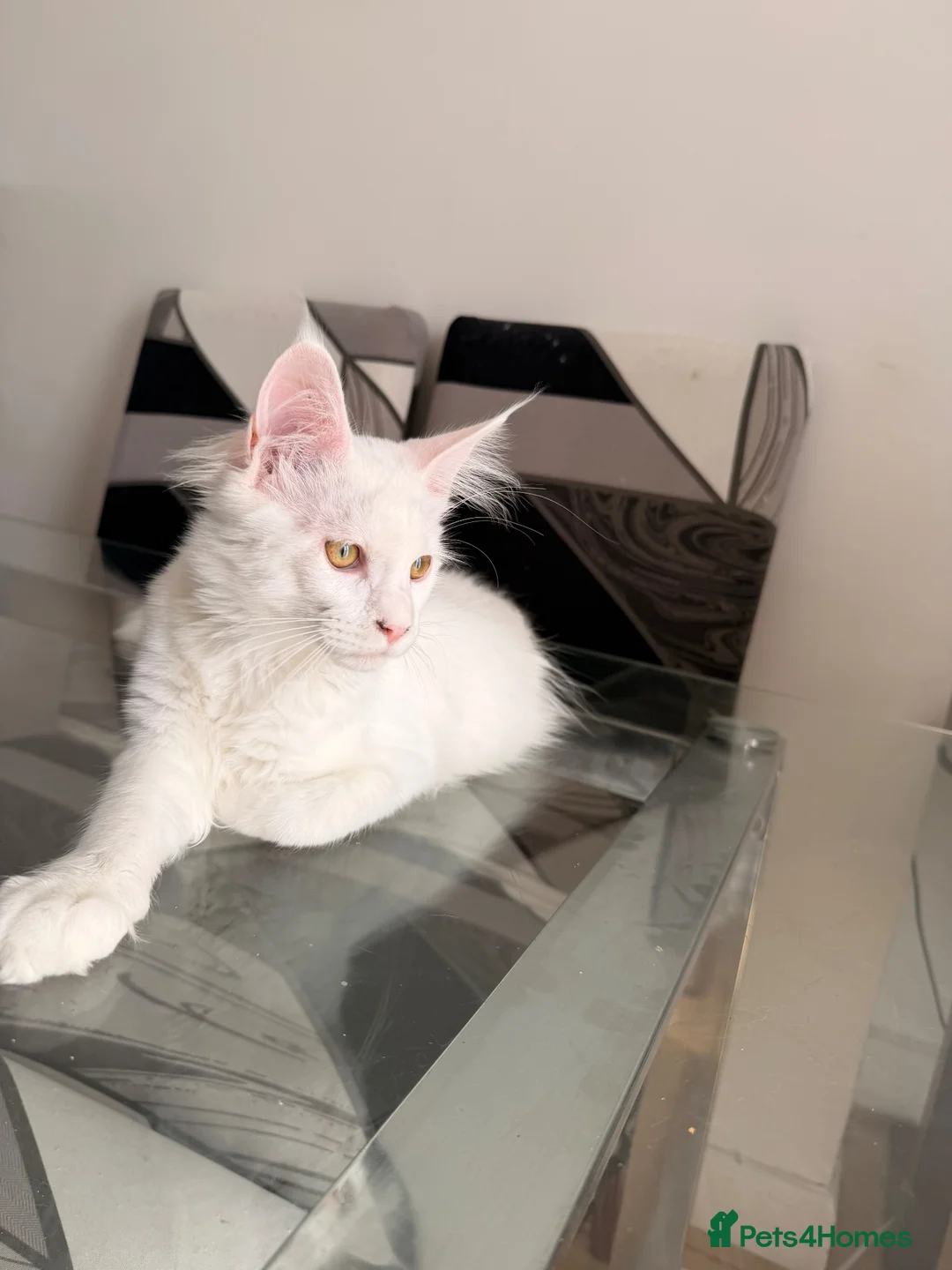 Mixed Breed cats for sale: 3/4 Maine Coon,stunning babies - Advert 11