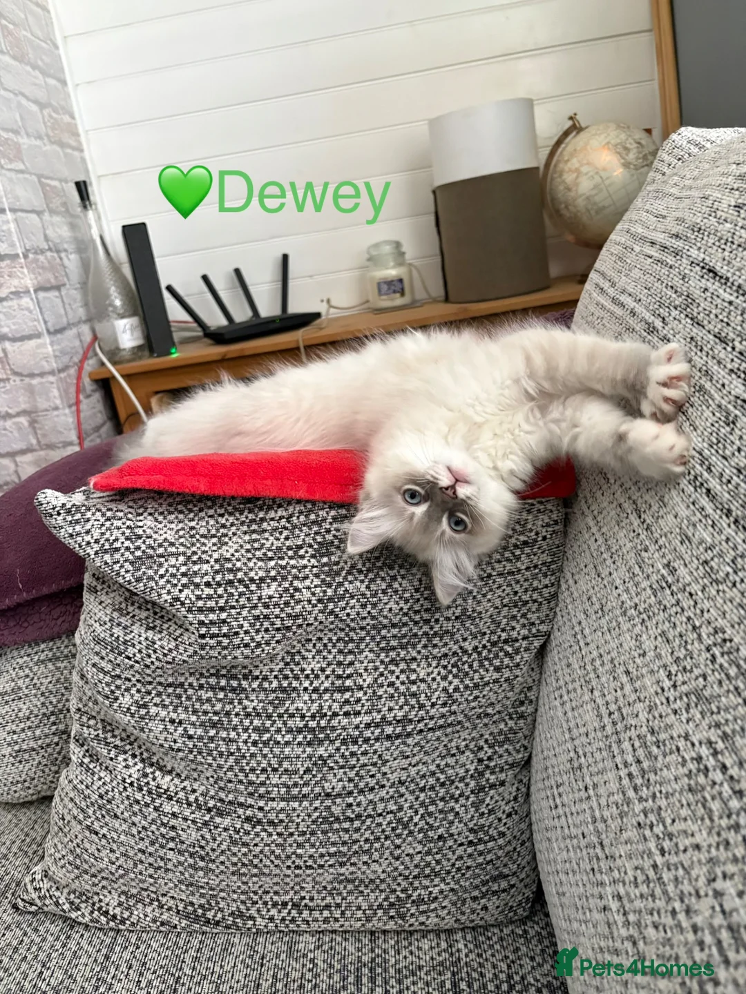 Ragdoll cats for sale: GCCF Registered - 1 Blue Tabby Remaining  - Advert 1