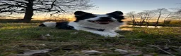 Border Collie dogs for stud: Proven Border Collie Mix Stud in Alfreton - Advert 6