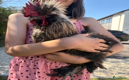 Chickens poultry for sale: Silkie Rooster (FOC) - Image 1