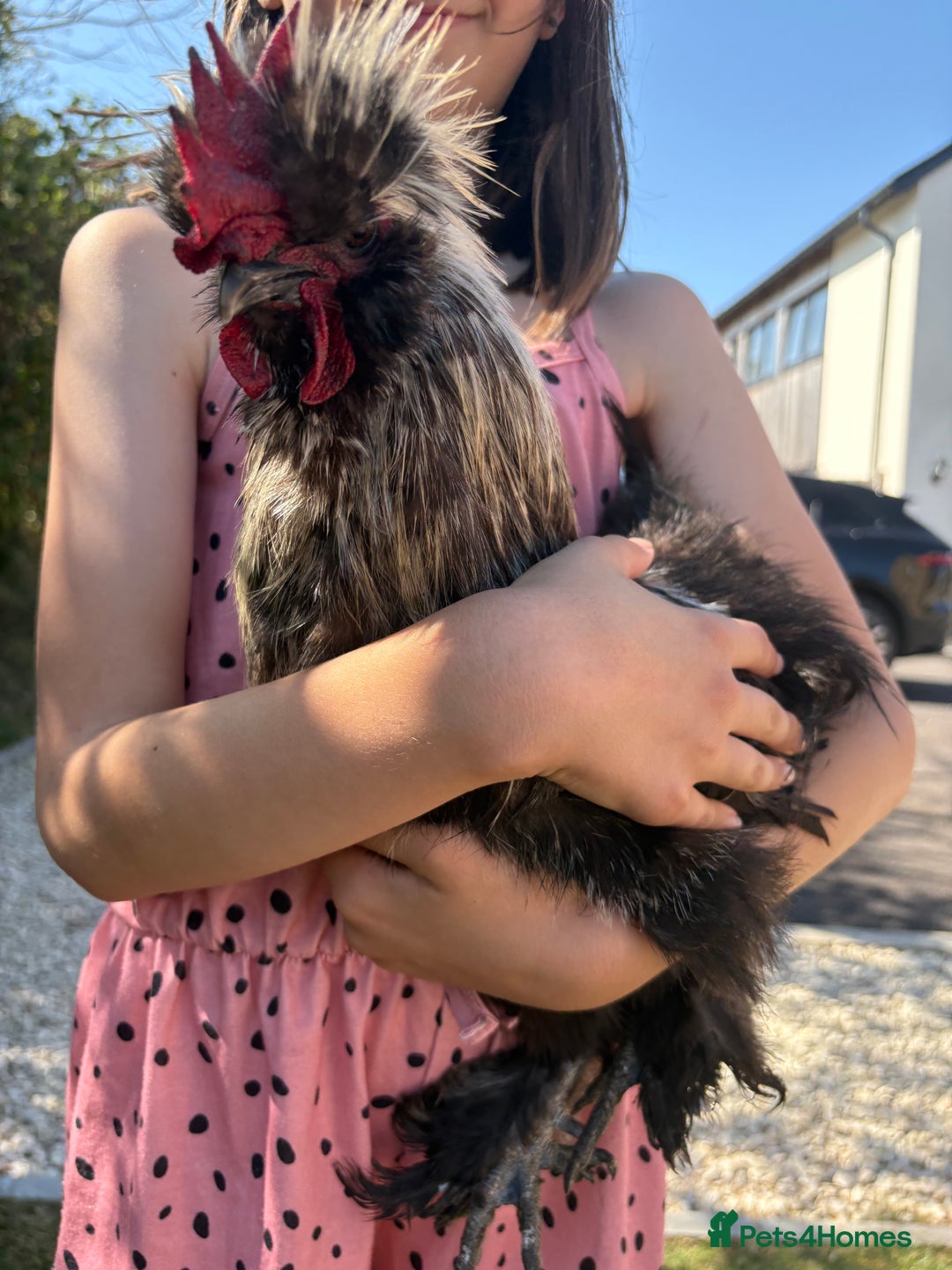 Chickens poultry for sale: Silkie Rooster (FOC) - Image 1
