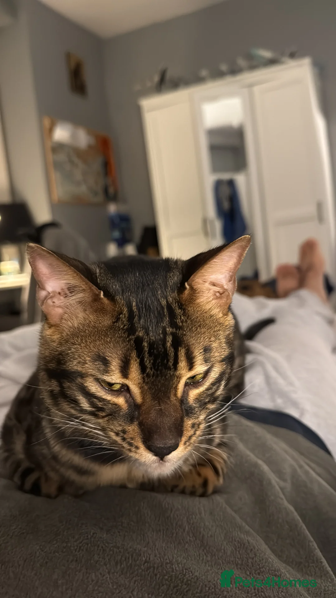 Bengal cats for stud: Stunning Bengal for stud - Advert 30