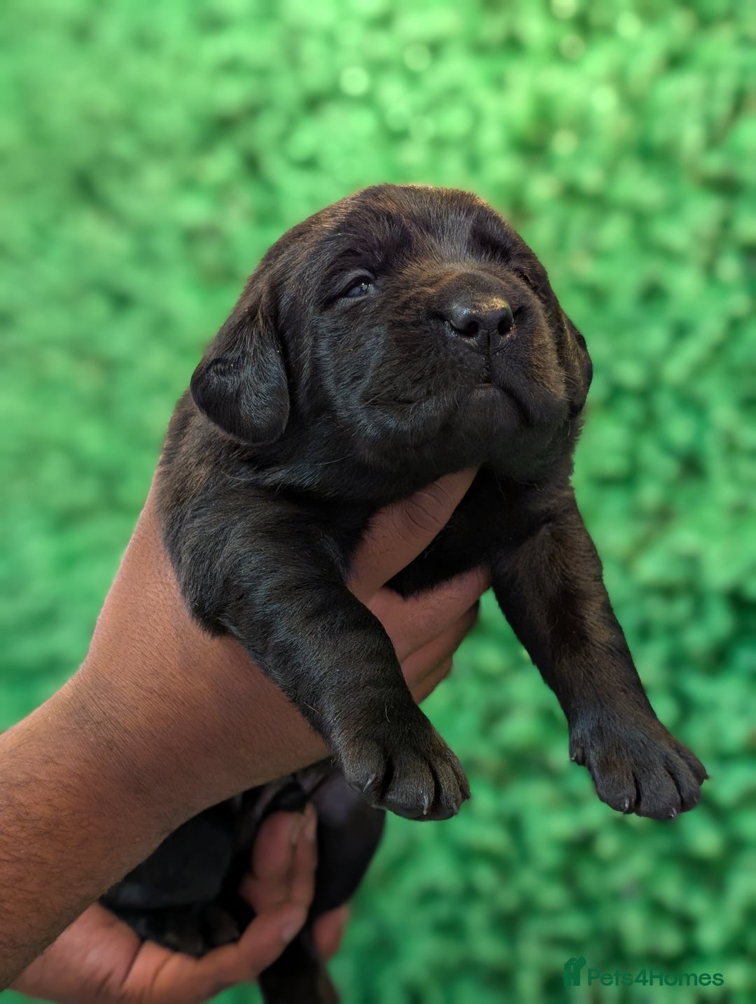 Labrador Retriever dogs for sale: CHUNKY BLACK AND CHOCOLATE PEDIGREE LABS - Image 14