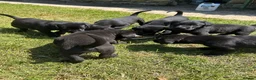 Labrador Retriever dogs for sale: KC registered Black Labrador Pups  - Advert 4