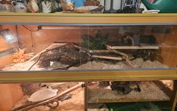 Corn Snake reptiles for sale: Red/orange corn snake and vivarium  - Image 4