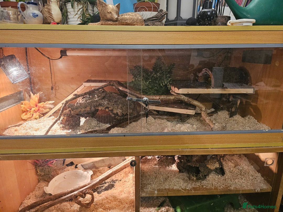 Corn Snake reptiles for sale: Red/orange corn snake and vivarium  - Image 4
