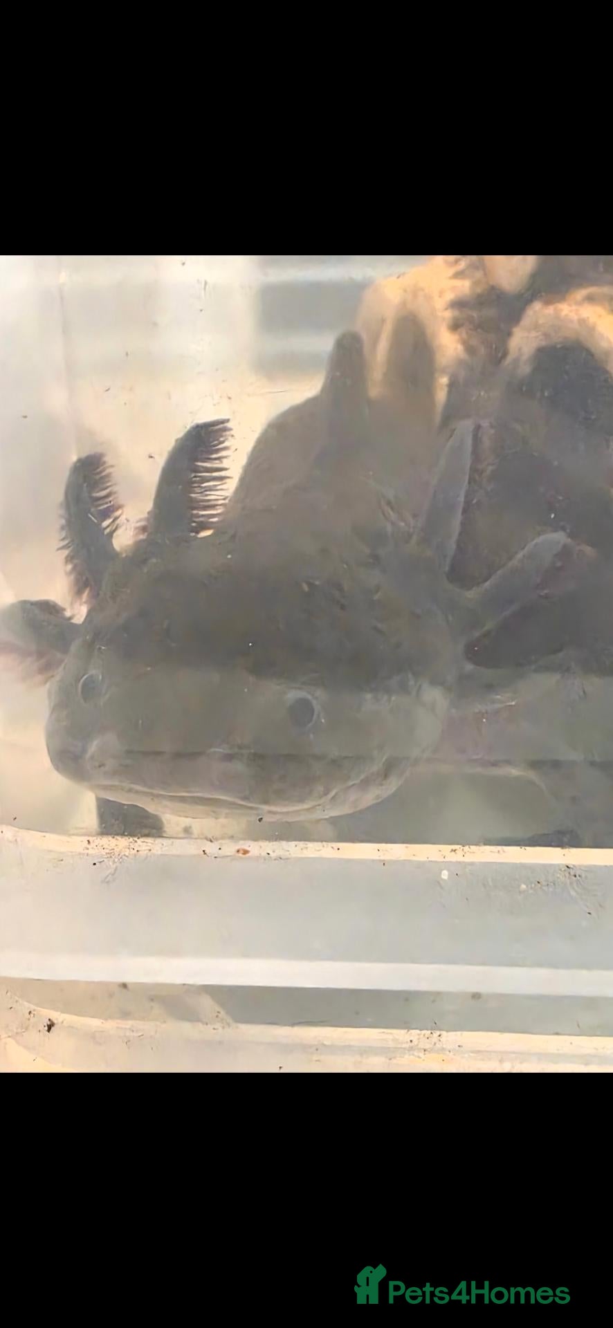 Axolotl reptiles 2 Melanoid Axolotls with everything included! - Advert 15