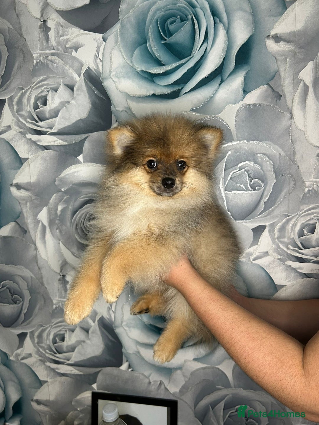 Pomeranian dogs for sale: Pomeranian puppies in Erith - Image 3