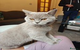 British Shorthair cats for sale: Adorable Purebred Lilac British Shorthair Kitten  - Image 2