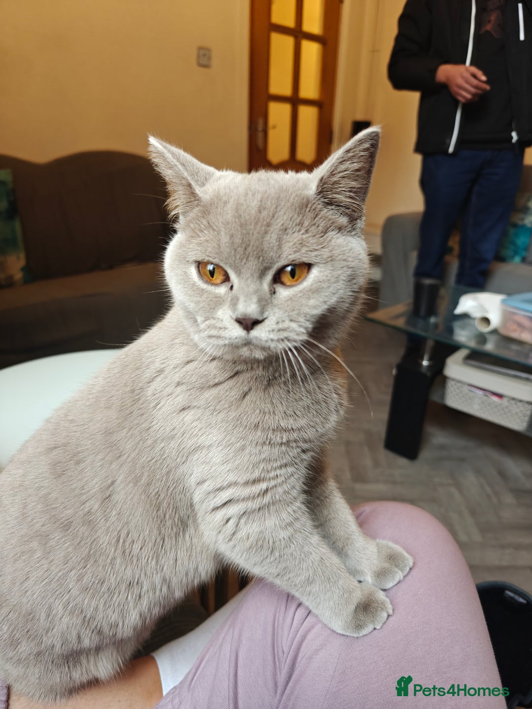 British Shorthair cats for sale: Adorable Purebred Lilac British Shorthair Kitten  - Image 2