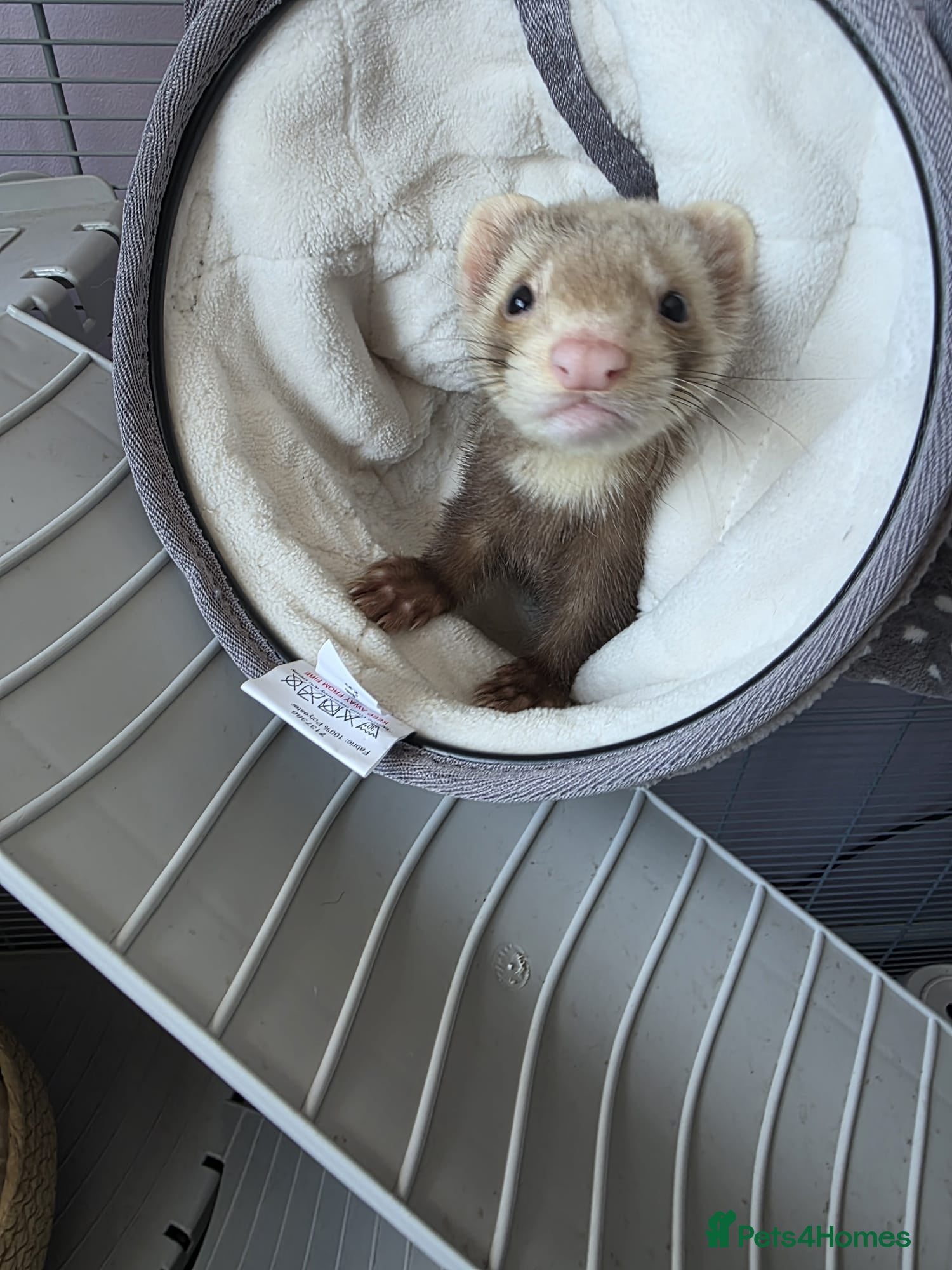 Ferret rodents ferret for sale under a year old. price negotiable - Advert 4