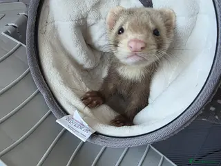 Ferret rodents ferret for sale under a year old. price negotiable - Advert 4