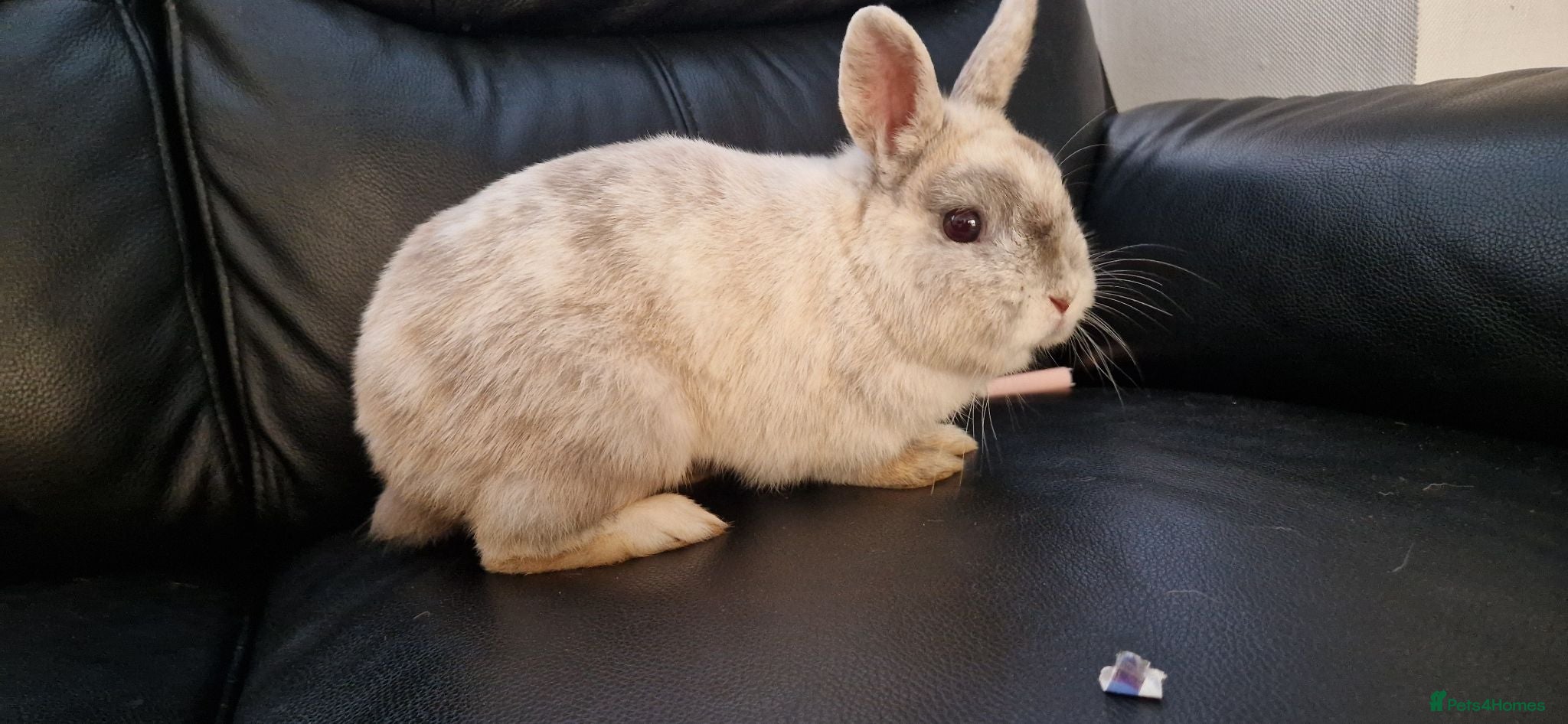 Mixed Breed rabbits 🐰 Friendly Rabbit – Netherland Dwarf × Dwarf Lop  - Advert 9