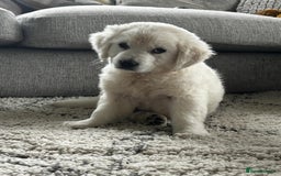 Golden Retriever dogs for sale: Stunning Chunky Golden Retriever Puppies - Image 3