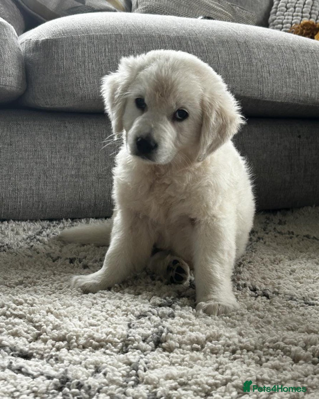 Golden Retriever dogs for sale: Stunning Chunky Golden Retriever Puppies - Image 3