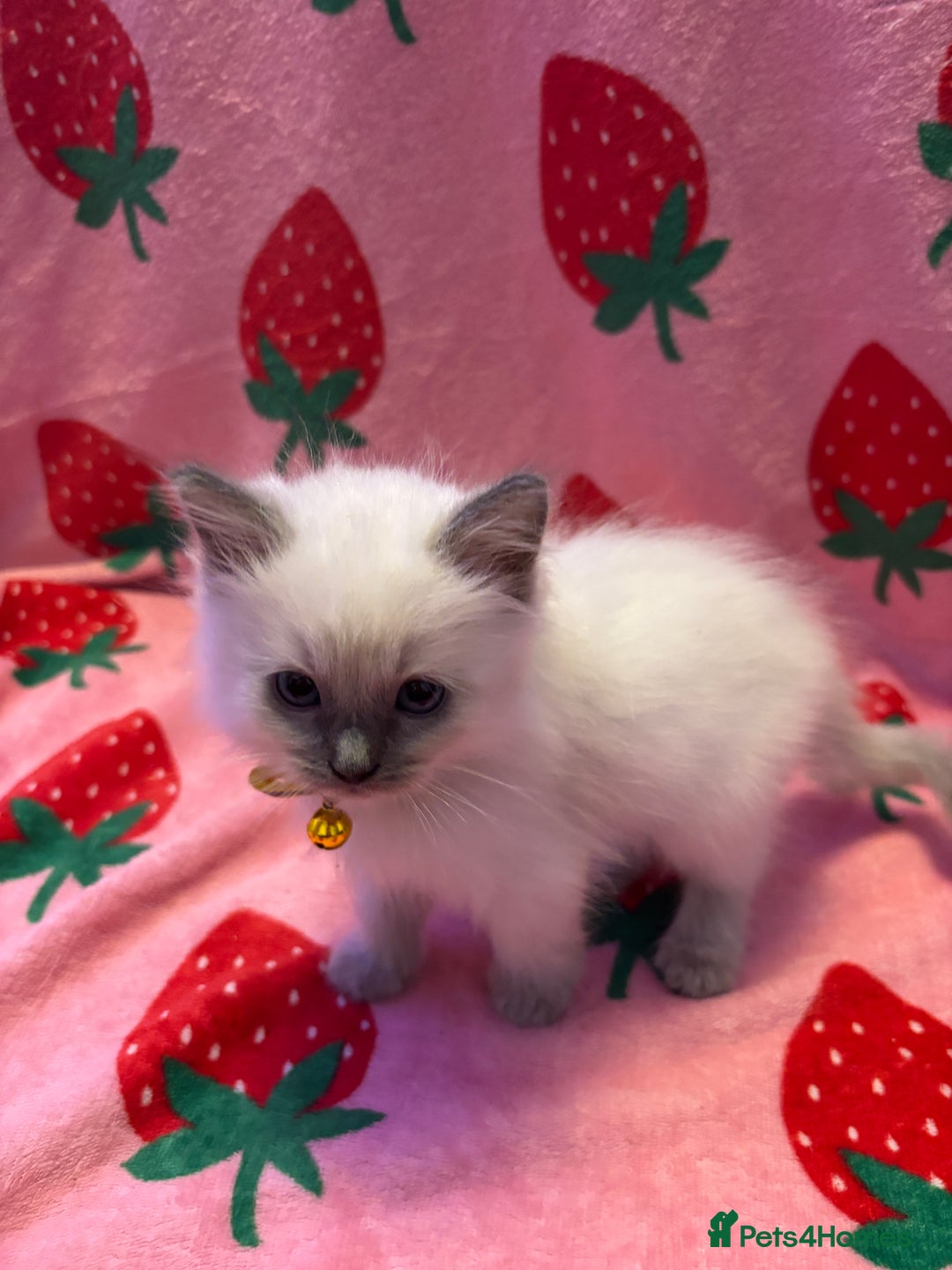 Ragdoll cats for sale: GCCF ACTIVE Registered Ragdoll Kittens  - Image 6