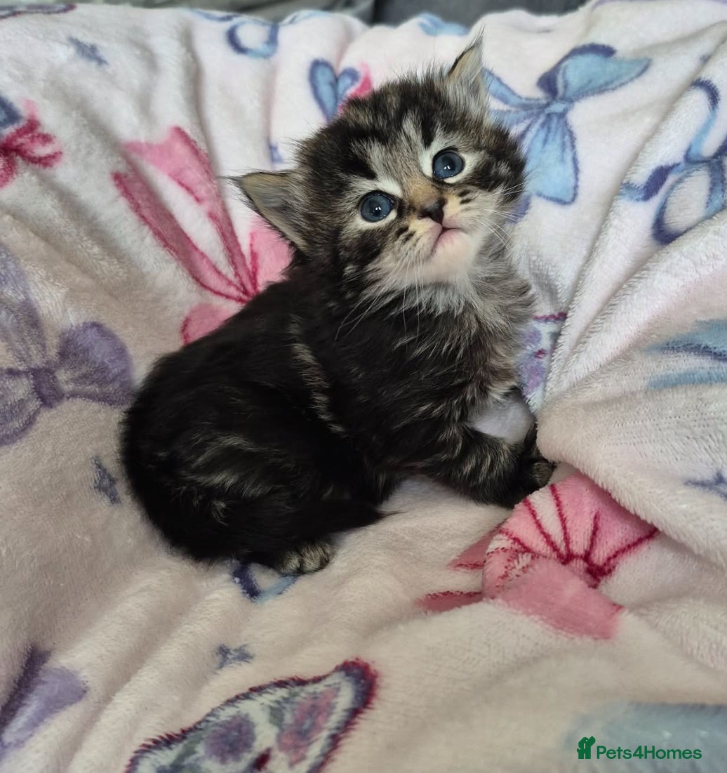 British Longhair cats 3 gorgeous kittens for sale  - Advert 12