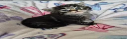 British Longhair cats for sale: 3 gorgeous kittens for sale  - Advert 1