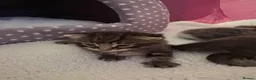 Domestic Shorthair cats for sale: Four beautiful healthy happy kittens  - Advert 22