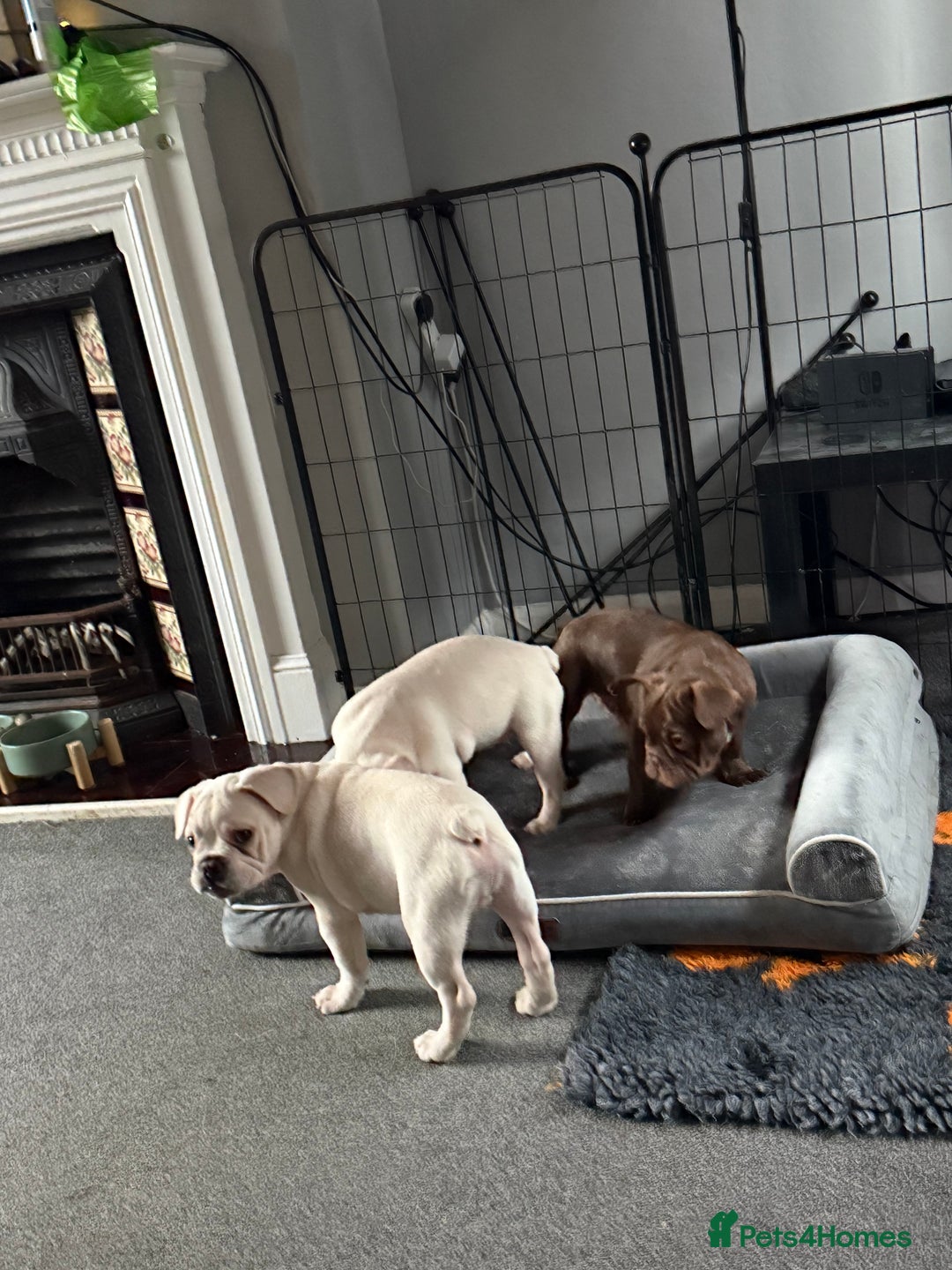 French Bulldog dogs for sale: French bulldog pups ❤️ - Advert 15
