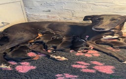 Mixed Breed dogs for sale: Sprocker x lurcher puppies  - Image 1