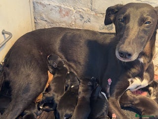 Mixed Breed dogs - Advert 7