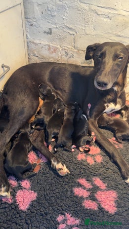 Mixed Breed dogs - Advert 11