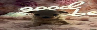 Maltipoo Puppy 1