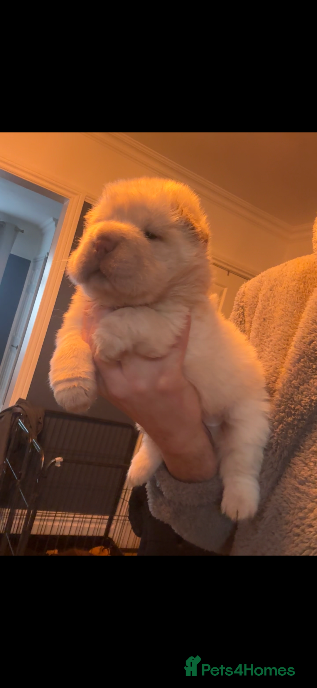 Shar Pei dogs for sale: 3  Gorgeous bears 🐻  - Advert 17