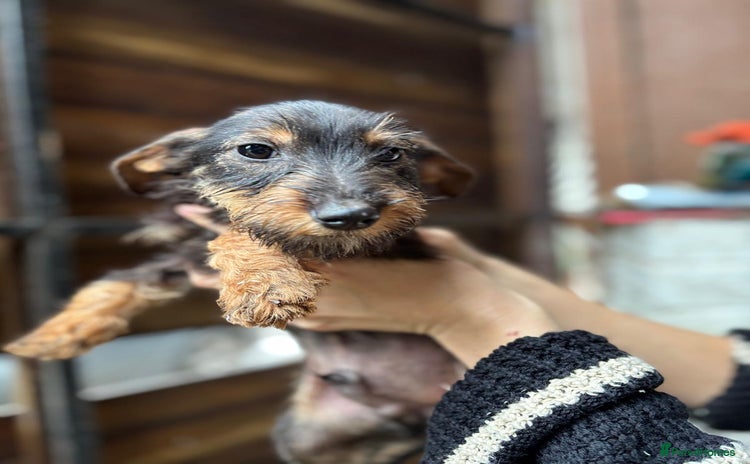 Mixed Breed dogs Jack Russell x dachshund male  - Advert 1