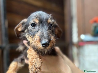 Mixed Breed dogs for sale: Jack Russell x dachshund male - Advert 1
