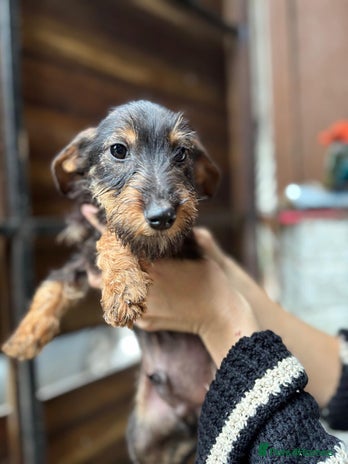 Mixed Breed dogs Jack Russell x dachshund male - Advert 1