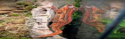 Gecko reptiles for sale: Gargoyles/cresties for sale - breeding sizes  - Advert 1