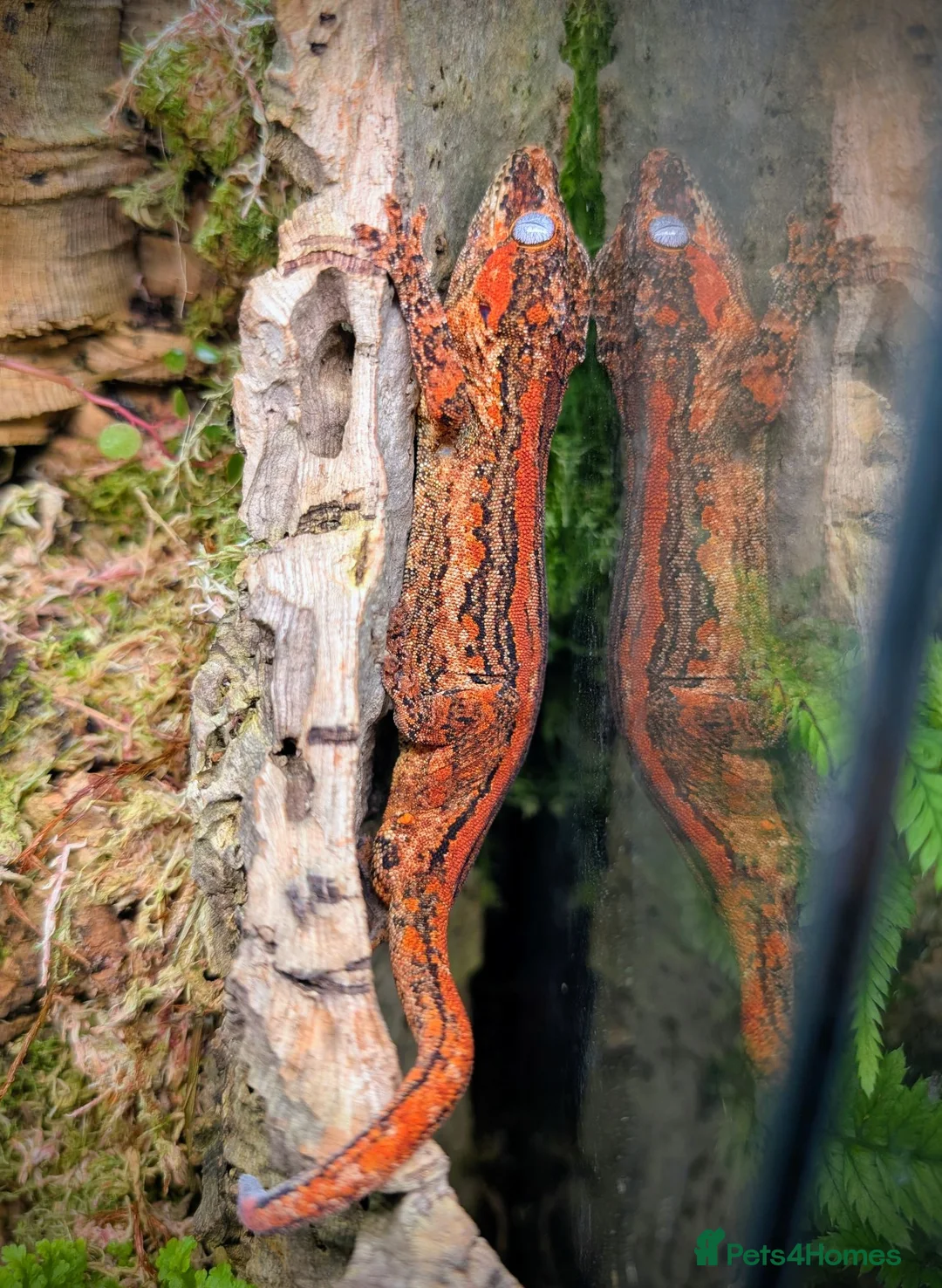 Gecko reptiles for sale: Gargoyles/cresties for sale - breeding sizes  - Advert 1