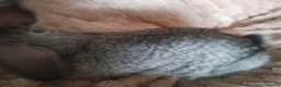 Mixed Breed rabbits for sale: Beautiful Grey Boy - Advert 4