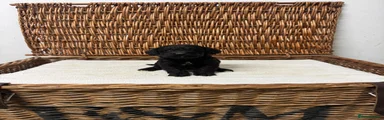 Cockapoo 2
