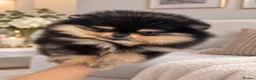 Pomeranian dogs for sale: ❤️ Exceptional KC Registered Pomeranian Puppies ❤️ - Advert 2