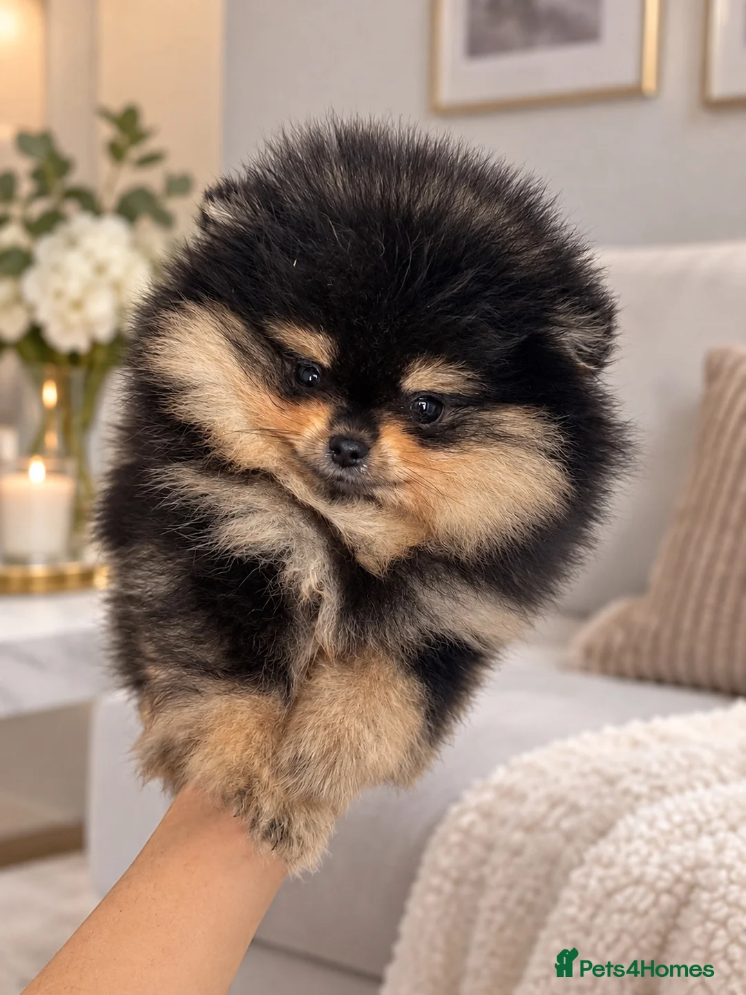 Pomeranian dogs for sale: ❤️ Exceptional KC Registered Pomeranian Puppies ❤️ - Advert 2