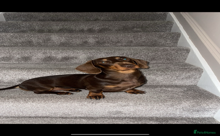 Miniature Dachshund dogs for sale - Advert 1