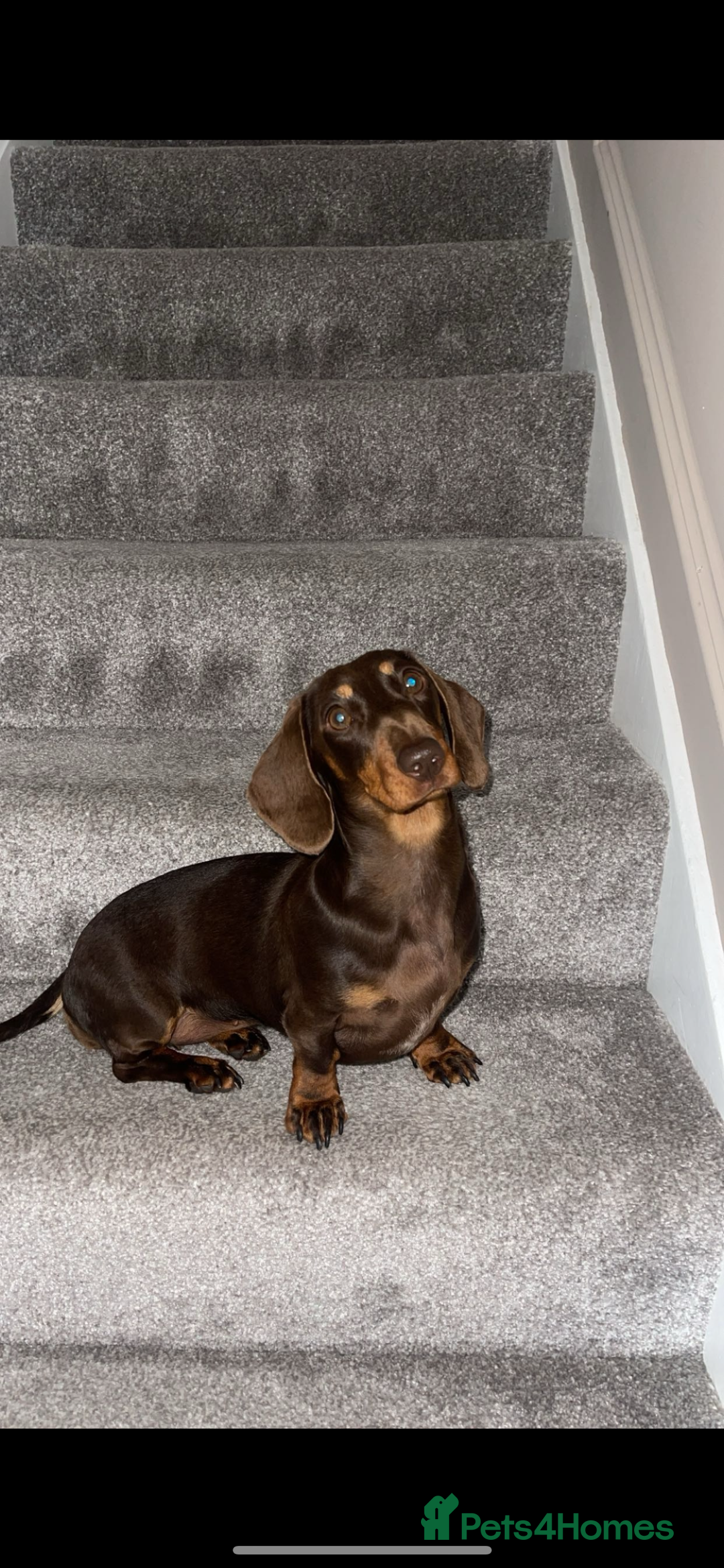 Miniature Dachshund dogs for sale: Miniature dachshound  - Image 1