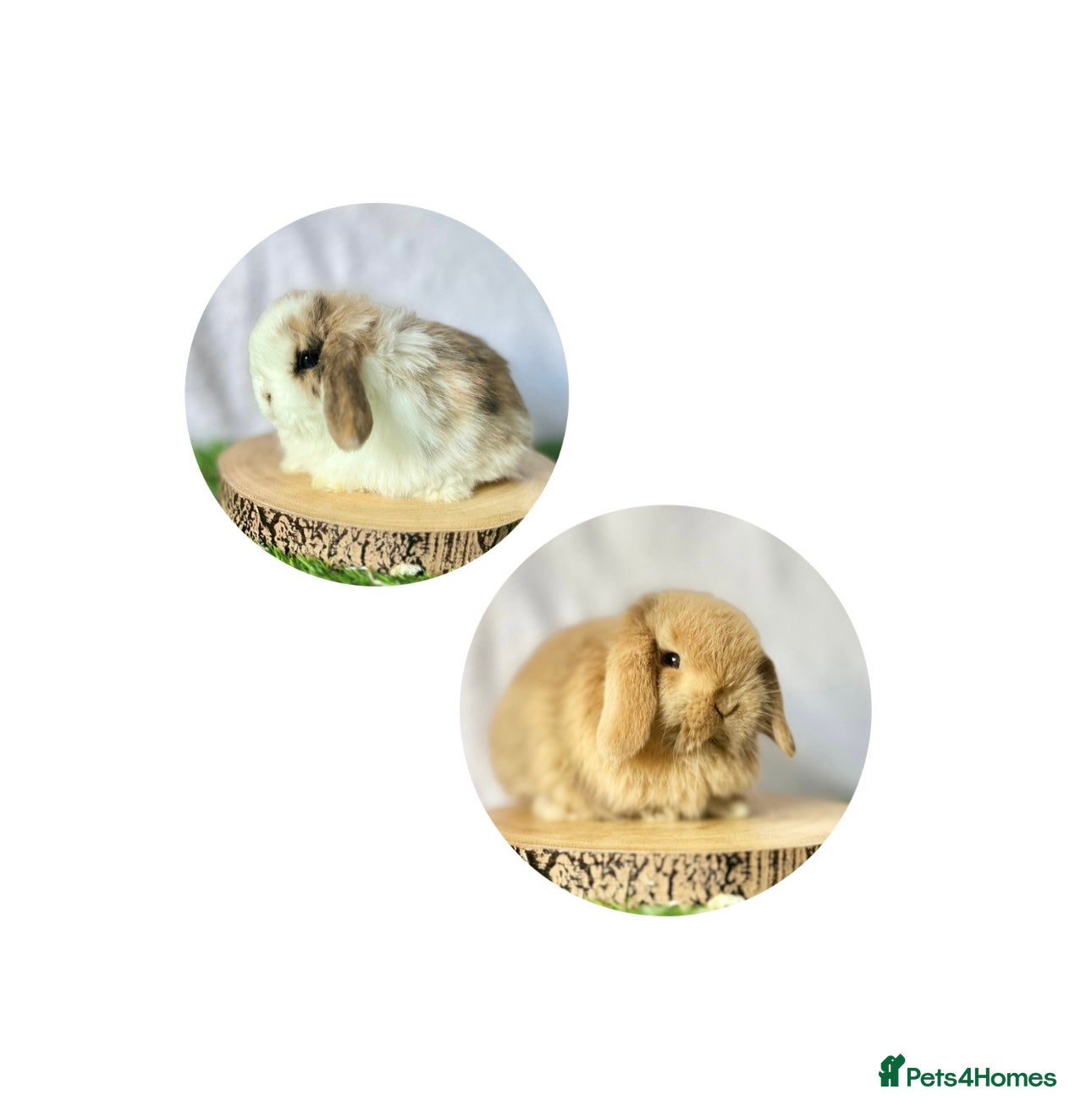 Mini Lop rabbits Mini Lops available to Reserve 🐰 - Advert 11