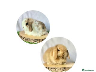 Mini Lop rabbits Mini Lops available to Reserve 🐰 - Advert 9