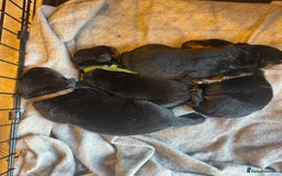 Rottweiler dogs for sale: Chunky rotty pups with both parents - Image 4