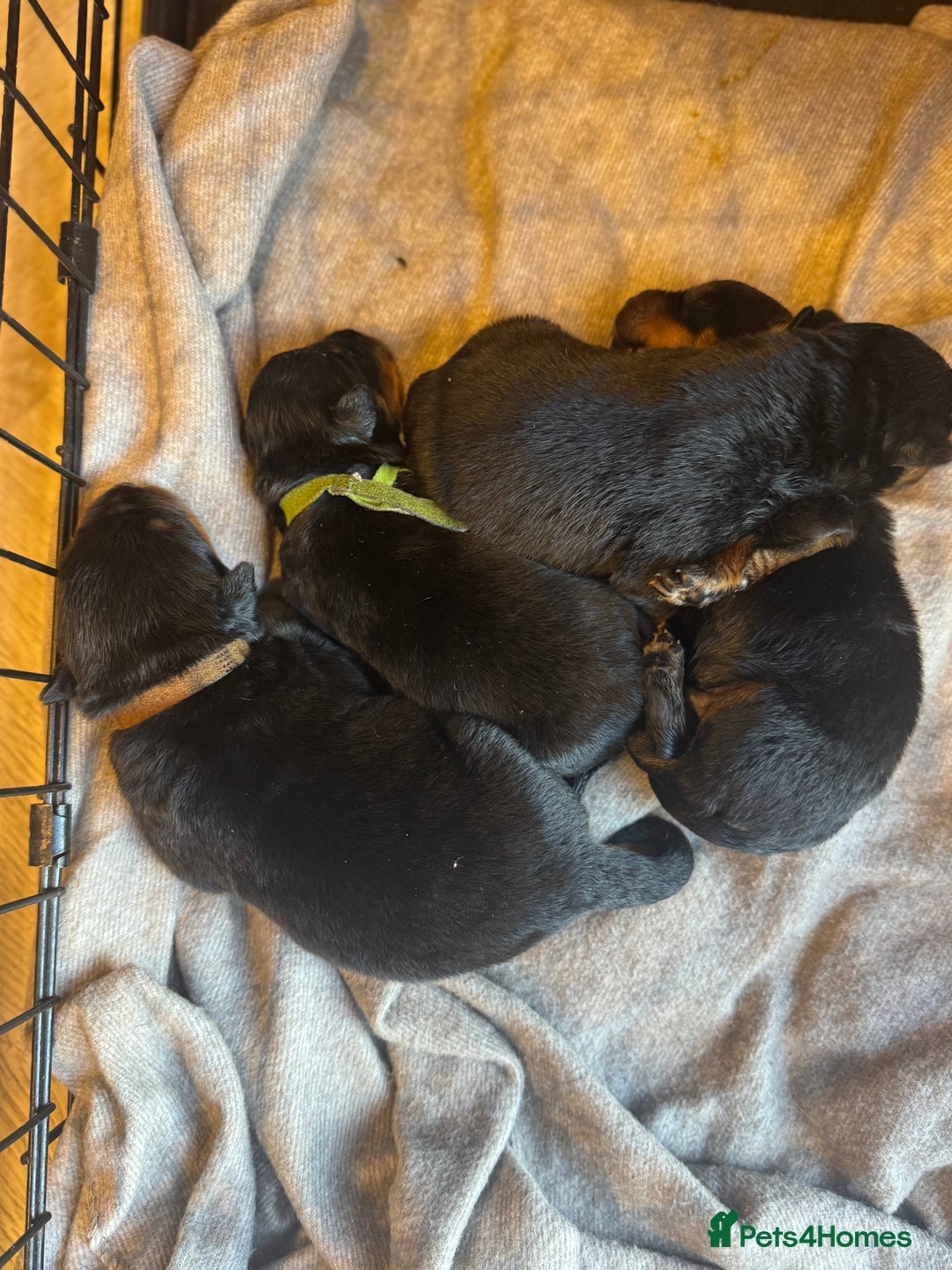 Rottweiler dogs for sale: Chunky rotty pups with both parents - Image 4