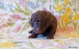 Miniature Poodle dogs for sale: Health tested, Brown, Mini x Toy Poodle puppies - Advert 4